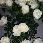 Semana da Cura Centro Holístico Vovô Pedro